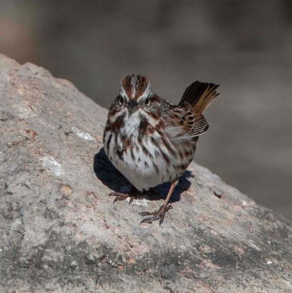 Song Sparrow_ElevenMileCyn-CO_LAH_0707f