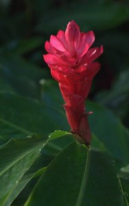 alpiniapurpurata_redginger_ceiba-pr_20100529_lah_8049