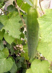 cucumber @greenhouse 2008sept08 lah 286