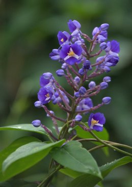 dichorisandrathyrsiflora-blueginger_butterflypavco_20100123_lah_7565
