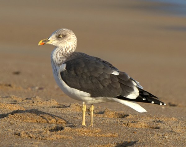 lesser black-backed gull_killdevilhills-nc_lah_lah_2733f