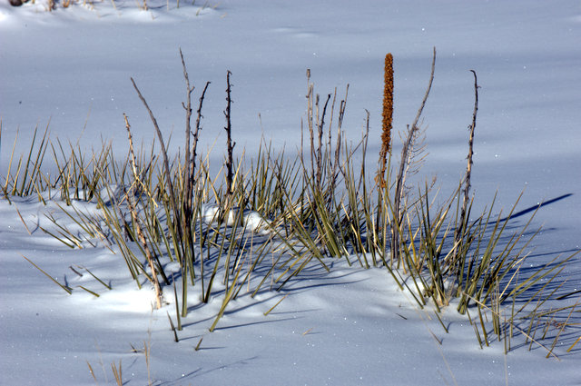 plants in snow_castlewoodcynsp-co_lah_7289