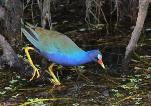 purple gallinule_sharkvalley-evergladesnp-fl_lah_5812