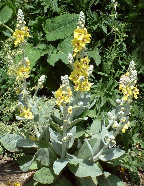 Common Mullein  Mountain Plover