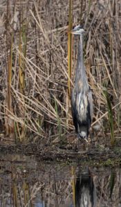 Great Blue Heron_SavannahNWR-SC_LAH_1539r