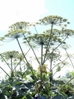 Heracleum sphondylium ssp montanum - Cow parsnip_DBG LAH 058