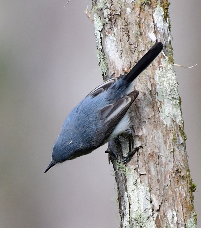 March quiz_CorkscrewSwamp-FL_LAH_6165