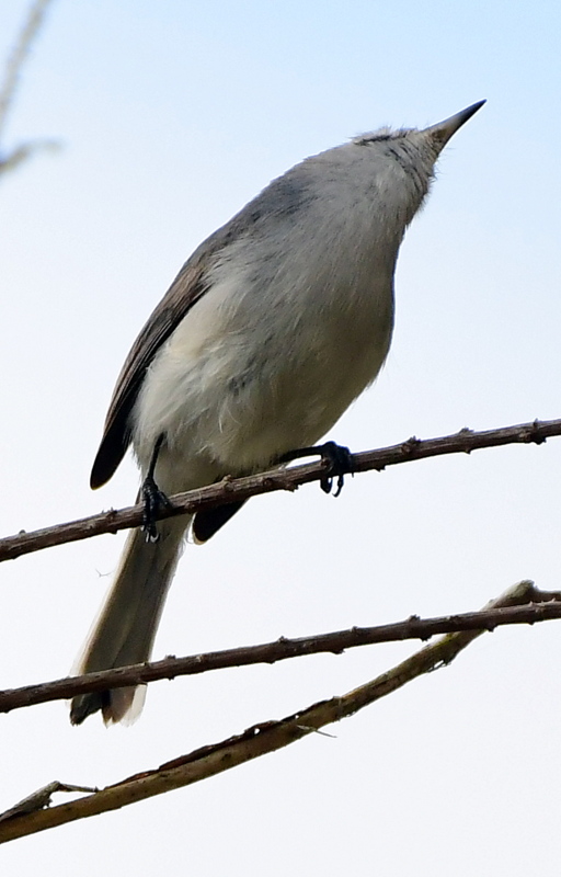 March quiz_CorkscrewSwamp-FL_LAH_6473