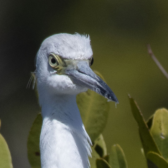 MerrittIslandNWR-FL_LAH_3823r-002