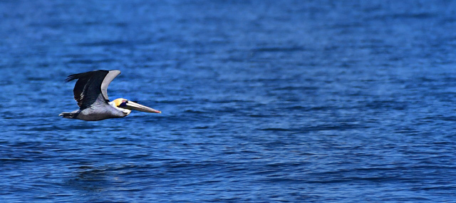 MerrittIslandNWR-FL_LAH_4047