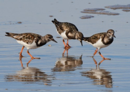 Ruddy Turnstones_NewSmyrnaBeach-FL_LAH_2266