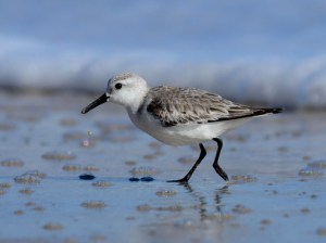 Sanderling_NewSmyrnaBeach-FL_LAH_1725