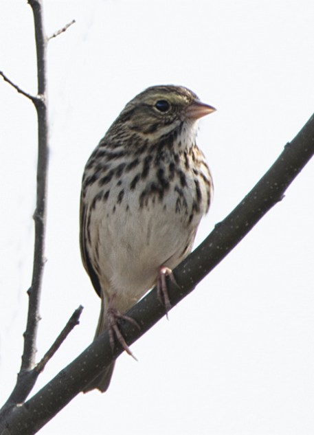 Savannah Sparrow_SavannahNWR-SC_LAH_1545r