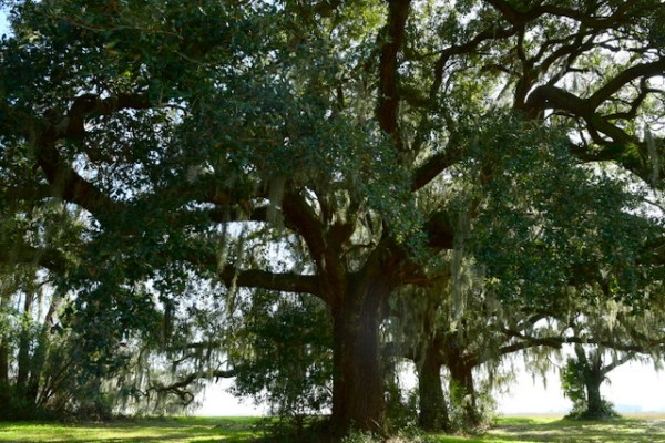 SavannahNWR-SC_LAH_1495