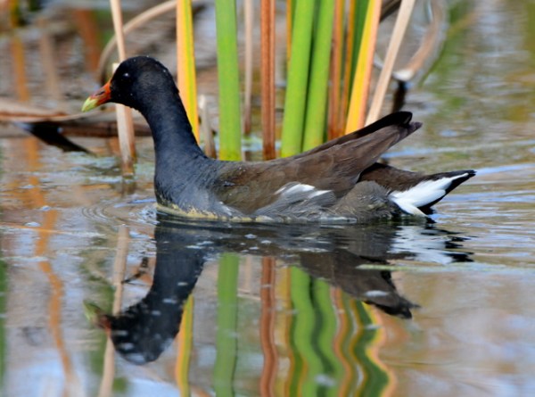 SavannahNWR-SC_LAH_1589