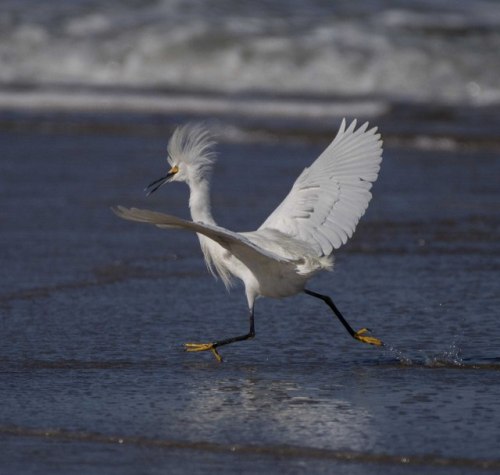 Snowy Egret_NewSmyrnaBeach-FL_LAH_2203r
