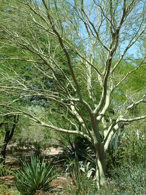 Cercidium sp. - Palo Verde Tree @PBG 2004apr18 LAH 002