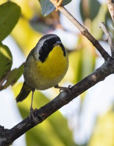 Common Yellowthroat_MerrittIslandNWR-FL_LAH_2915r