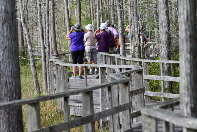 CorkscrewSwamp-FL_LAH_6444