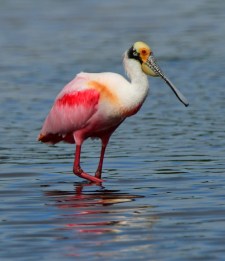 DingDarlingNWR-FL_LAH_5060