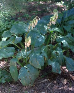 Hail-damage-on-Hostas_DBG_LAH_7742