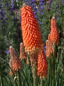 Kniphofia uvaria - Torch Lily