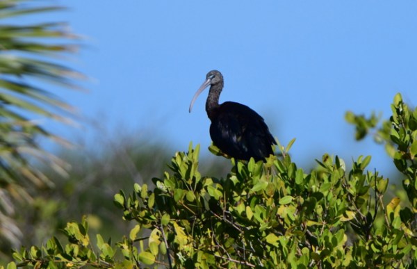 merrittislandnwr-fl_lah_3166