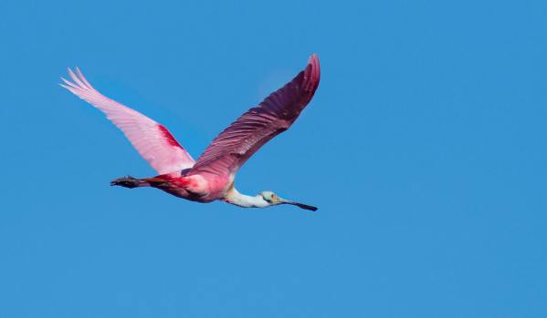 Roseate Spoonbill_MerrittIslandNWR-FL_LAH_2926rf