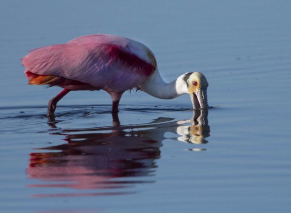 Roseate Spoonbill_MerrittIslandNWR-FL_LAH_2993r