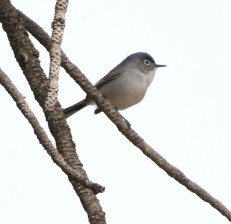 AikenCyn-CO_LAH_3183