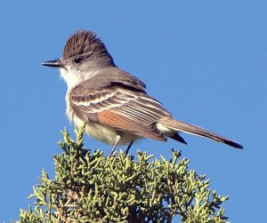 Ash-throated Flycatcher_CO_LAH_2696