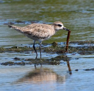 Black-bellied Plover_DingDarlingNWR-FL_LAH_5302