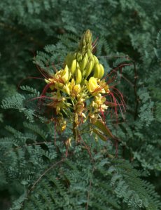 Caesalpinia gilliesii_Desert Bird-of-paradise_DBG_LAH_6811