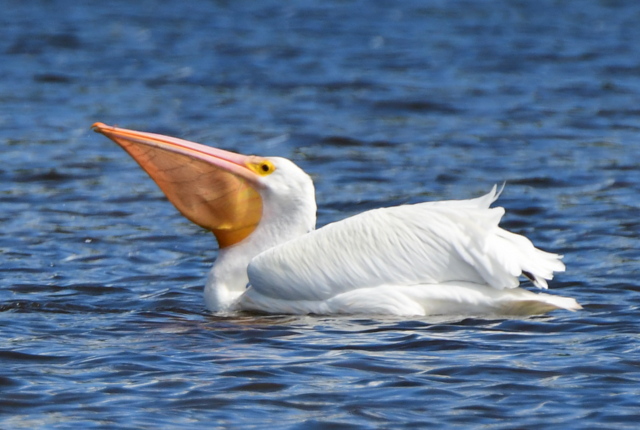 DingDarlingNWR-FL_LAH_5379