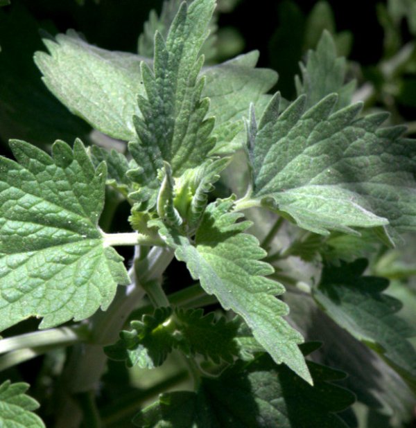 Nepeta cataria_Catnip_BlkForest-CO_LAH_7690