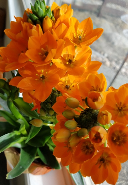 This Houseplant Deserves a Star!  Mountain Plover