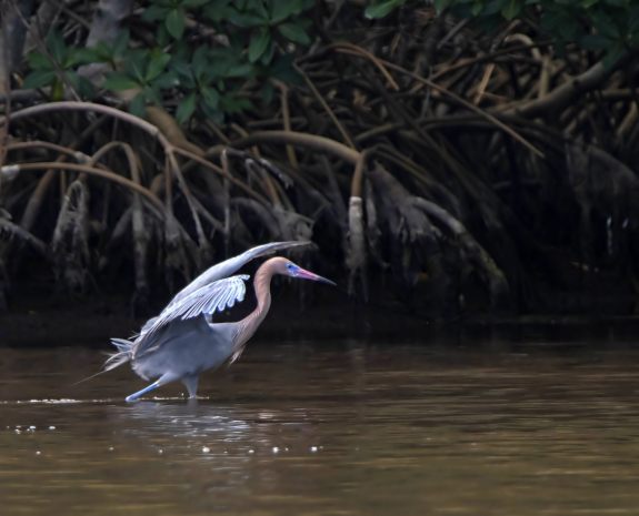 Reddish Egret_DingDarlingNWR-FL_LAH_5150rf