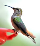 Rufous Hummingbird @home LAH_6852r