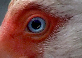 07@DDarling 5jan008 LAH 281