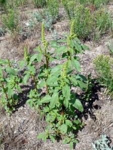 @home 23aug05 LAH002