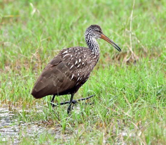 Limpkin_HernandoCo-FL_LAH_7766