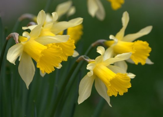 Narcissus_Daffodils_Seattle-WA_LAH_9750.nef