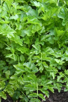 Parsley_home-EPC-CO_LAH_7336