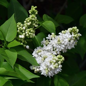 Syringa vulgaris_Lilac_DBG-CO_LAH_8711