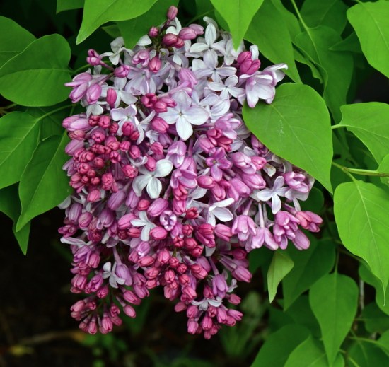 Syringa vulgaris_Lilac_DBG-CO_LAH_8718