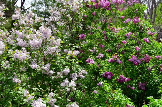 Syringa vulgaris_Lilac_DBG-CO_LAH_8724