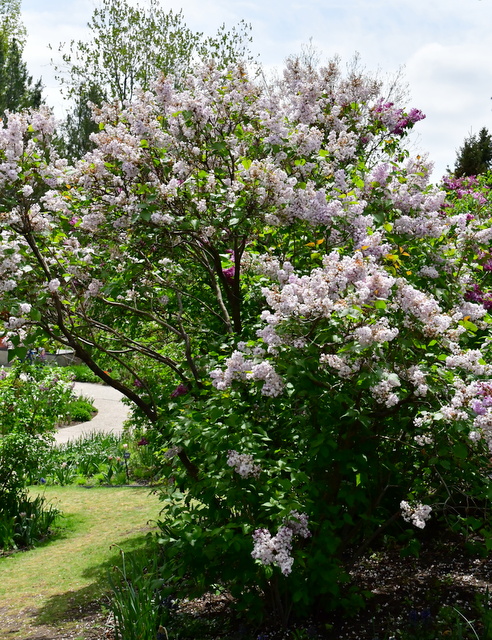 Syringa vulgaris_Lilac_DBG-CO_LAH_8726