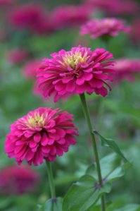 Zinnia elegans_HudsonGardens-CO_LAH_6364