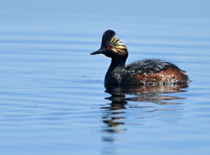 Eared Grebe_AlamosaNWR-CO_LAH_0501