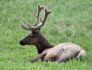 Elk_YellowstoneNP-WY_LAH_2368